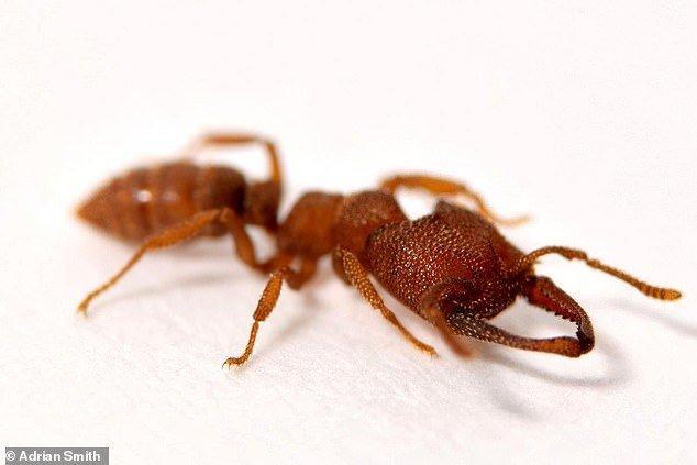 مورچه دراکولا، سریع ترین حیوان روی زمین با سرعت 321 کیلومتر، عکس