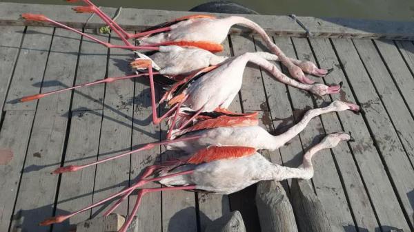 خبرنگاران مرگ مشکوک پرندگان زمستان گذر در تالاب بین المللی میانکاله